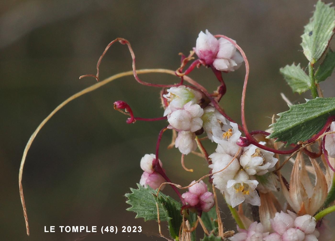 Dodder, Field leaf